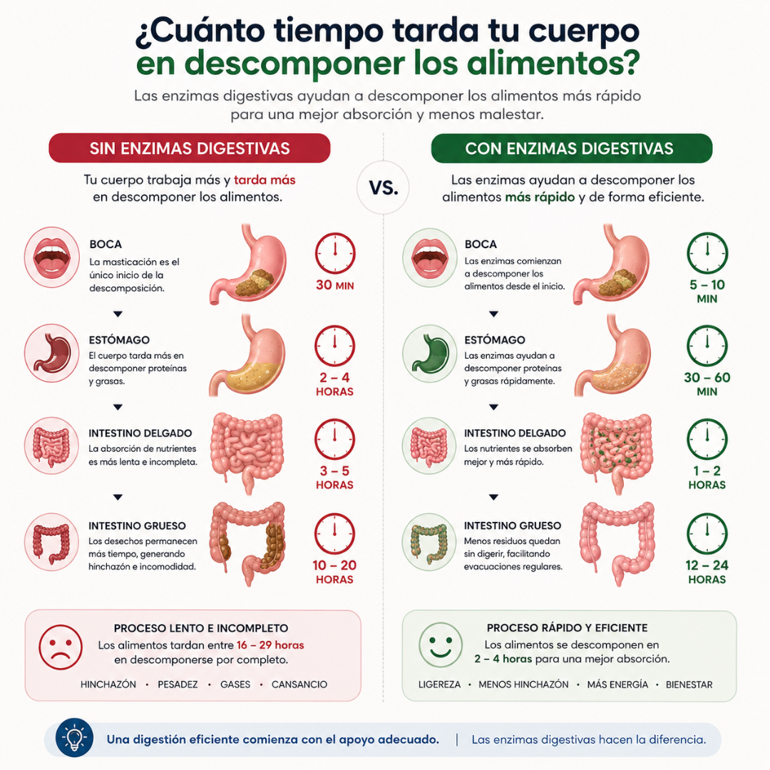 ENZIMAS DIGESTIVAS – Apoyo digestivo para menos pesadez, mejor evacuación y abdomen más ligero